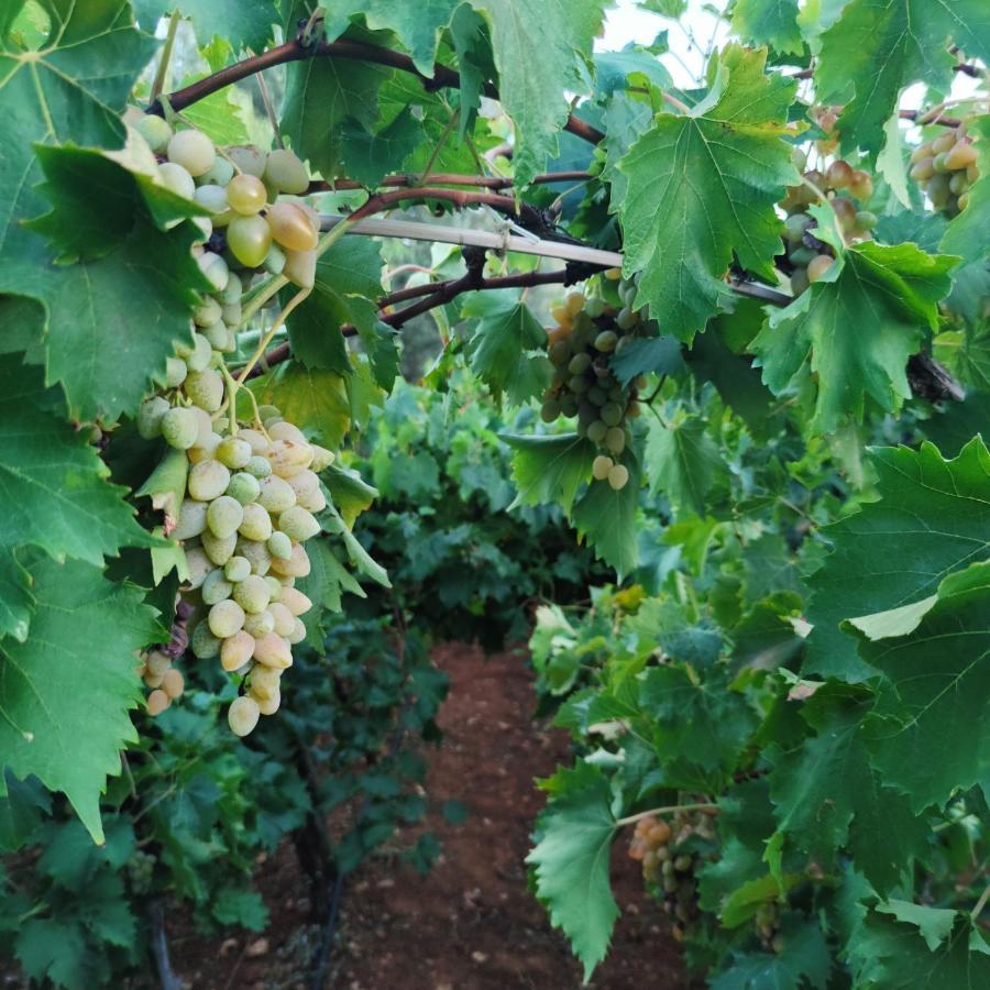 Masseria La Foggia Fasano Dış mekan fotoğraf
